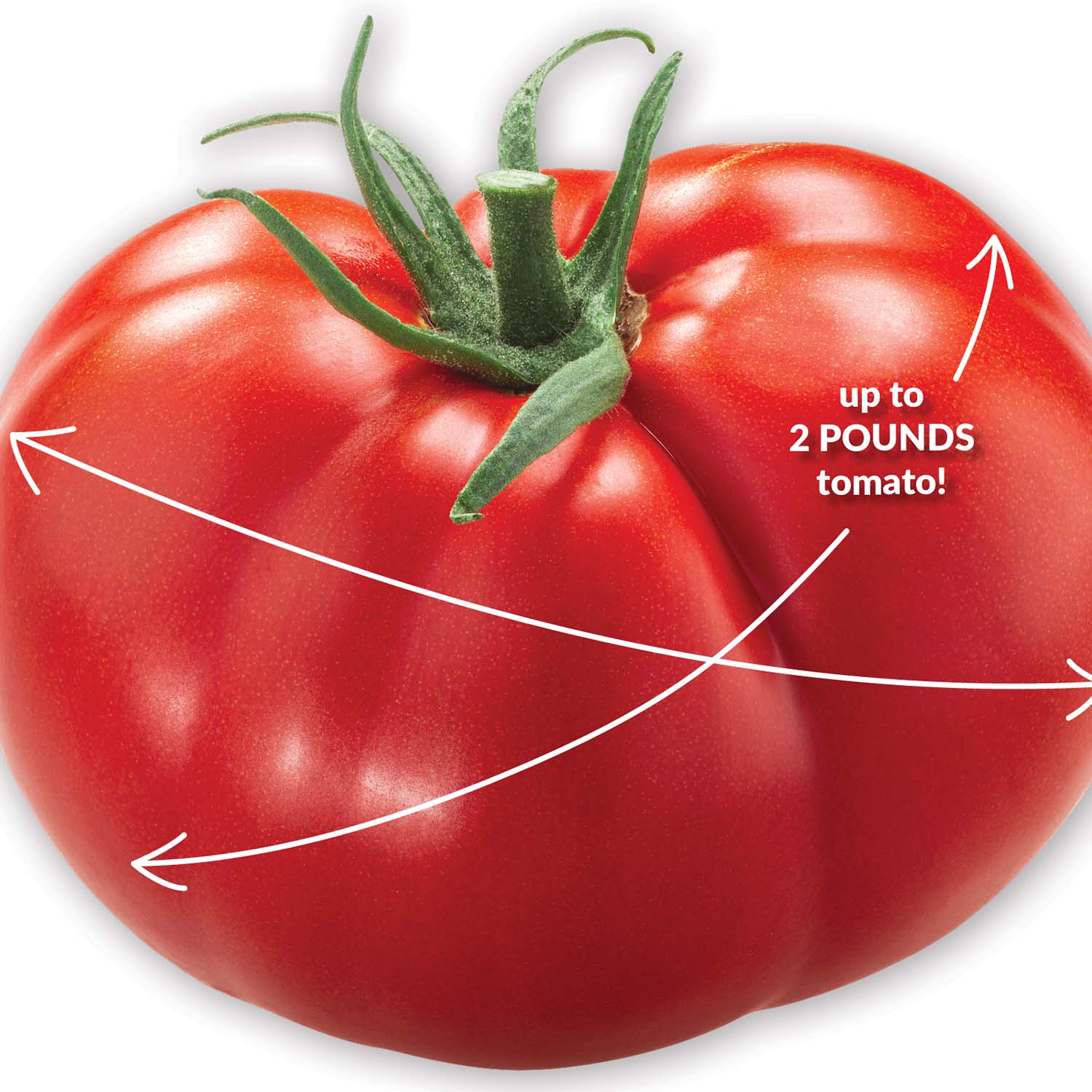 Tomato beefed up beefsteak up to 2 pounds tomato